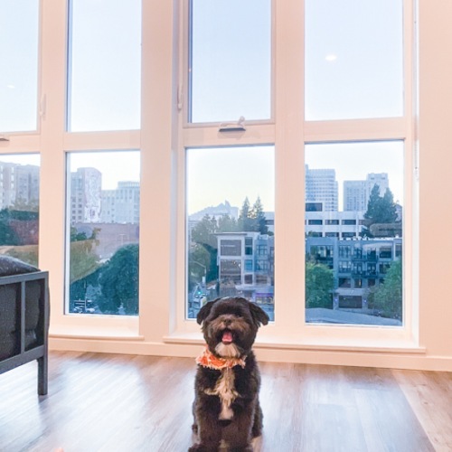 Living Room with Puppy Living Room with Puppy